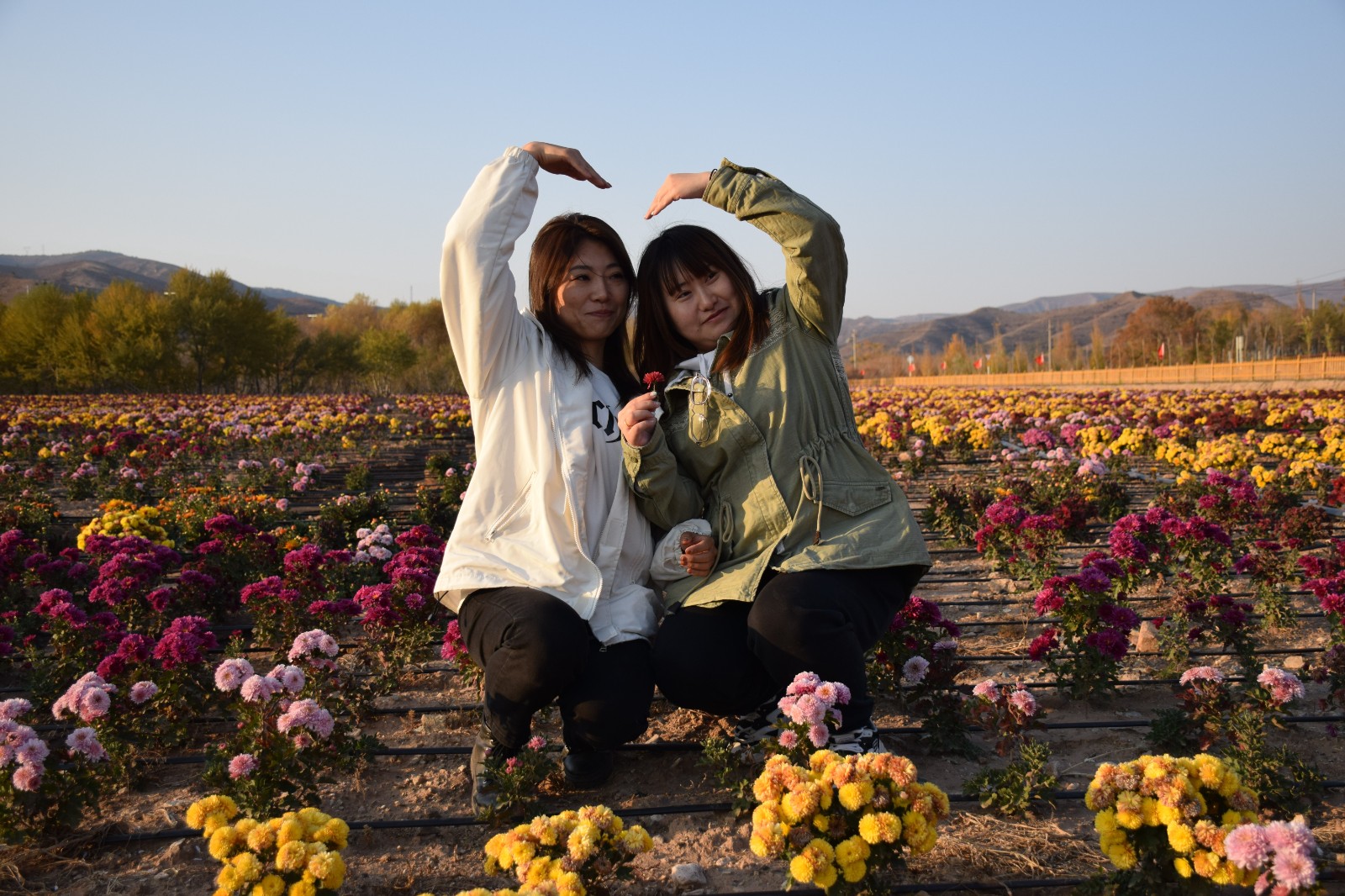 小菊2.jpg